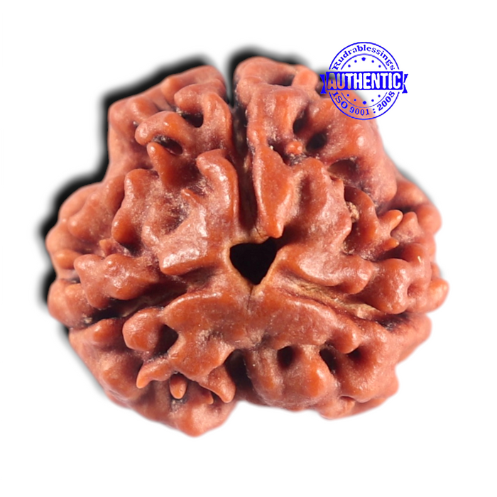 3 Mukhi Rudraksha from Nepal - Bead No. 461