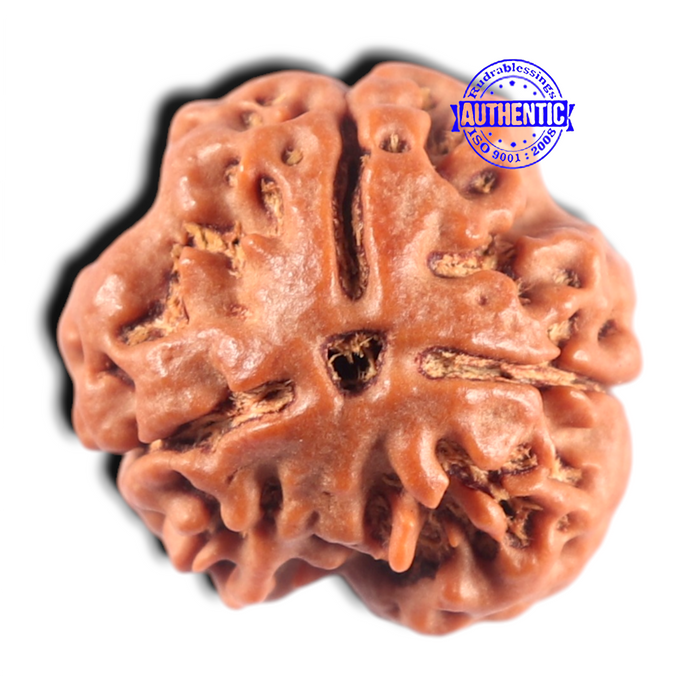 3 Mukhi Rudraksha from Nepal - Bead No. 462