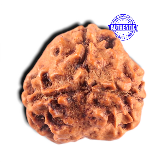 3 Mukhi Rudraksha from Nepal - Bead No. 463