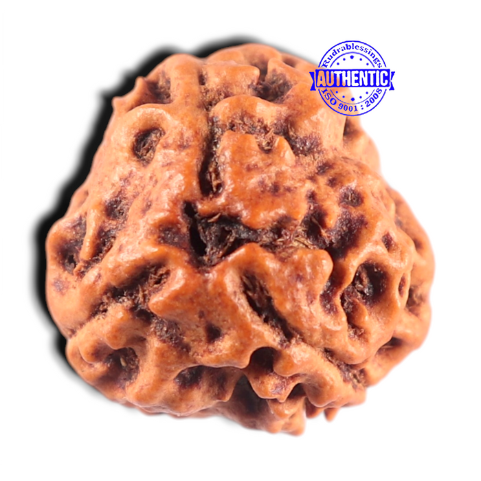 3 Mukhi Rudraksha from Nepal - Bead No. 463