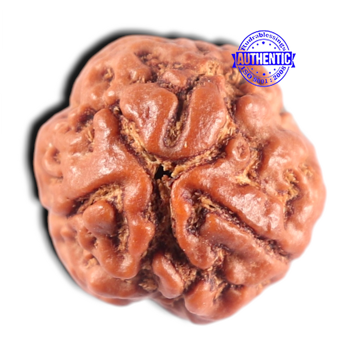 3 Mukhi Rudraksha from Nepal - Bead No. 464