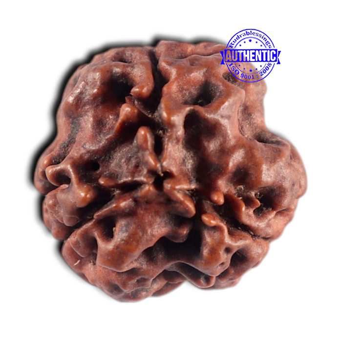 3 Mukhi Rudraksha from Nepal - Bead No. 465