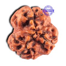 Load image into Gallery viewer, 3 Mukhi Rudraksha from Nepal - Bead No. 466
