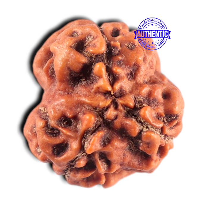 3 Mukhi Rudraksha from Nepal - Bead No. 466