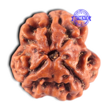 Load image into Gallery viewer, 3 Mukhi Rudraksha from Nepal - Bead No. 466

