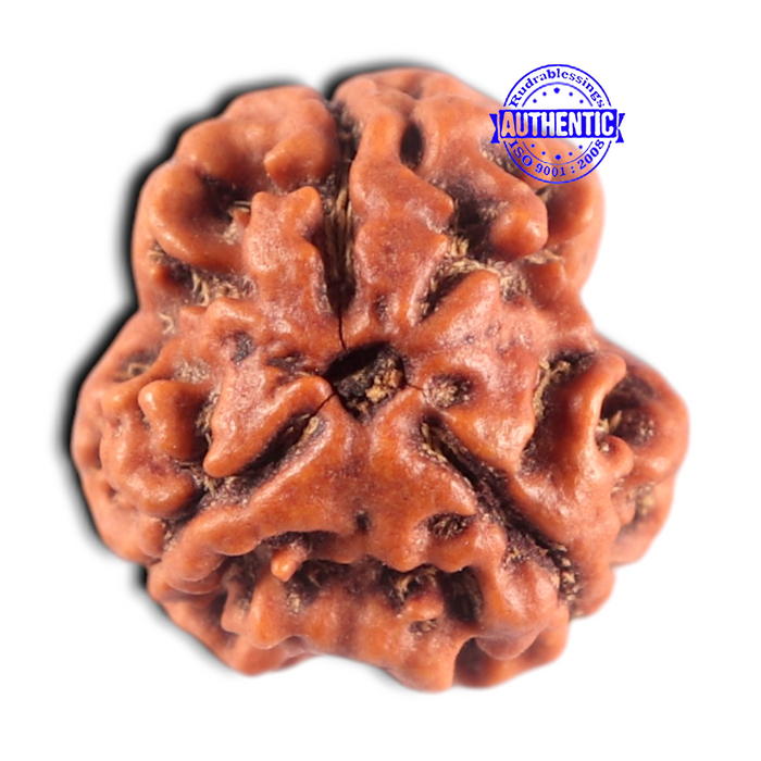 3 Mukhi Rudraksha from Nepal - Bead No. 466