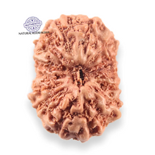 Load image into Gallery viewer, 14 mukhi Indonesian Rudraksha -  Bead No. 400
