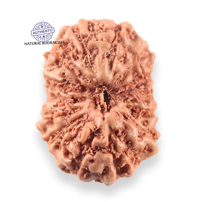 14 mukhi Indonesian Rudraksha -  Bead No. 400