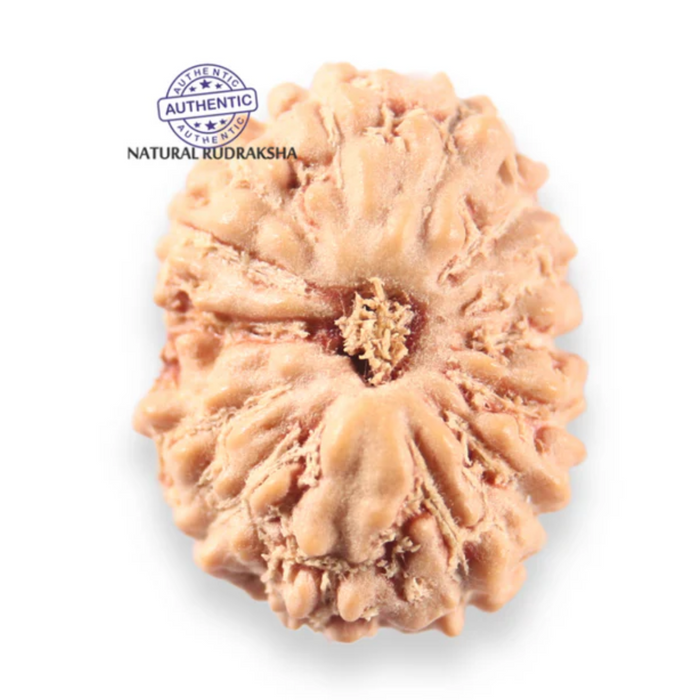 14 mukhi Indonesian Rudraksha -  Bead No.401