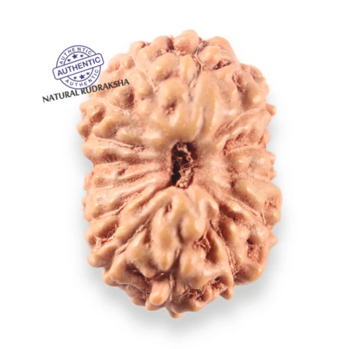 14 mukhi Indonesian Rudraksha -  Bead No.402