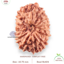Load image into Gallery viewer, 14 mukhi Indonesian Rudraksha -  Bead No.404
