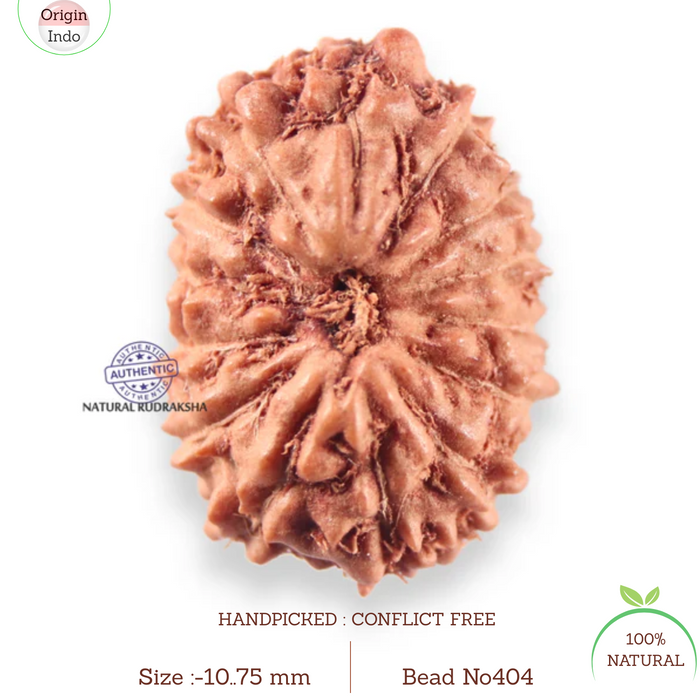 14 mukhi Indonesian Rudraksha -  Bead No.404