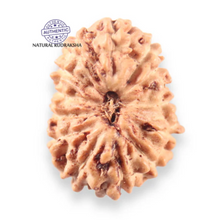 Load image into Gallery viewer, 14 mukhi Indonesian Rudraksha -  Bead No.405
