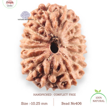 Load image into Gallery viewer, 14 mukhi Indonesian Rudraksha -  Bead No.406
