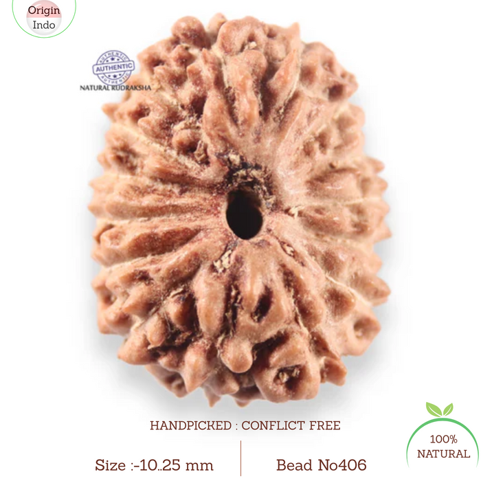 14 mukhi Indonesian Rudraksha -  Bead No.406