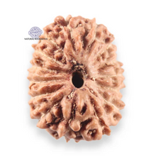 Load image into Gallery viewer, 14 mukhi Indonesian Rudraksha -  Bead No.406
