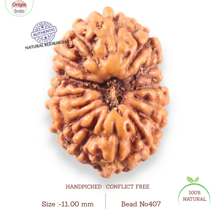 14 mukhi Indonesian Rudraksha -  Bead No.407