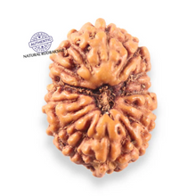 Load image into Gallery viewer, 14 mukhi Indonesian Rudraksha -  Bead No.407
