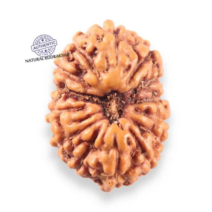 14 mukhi Indonesian Rudraksha -  Bead No.407