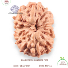 Load image into Gallery viewer, 14 mukhi Indonesian Rudraksha -  Bead No.411
