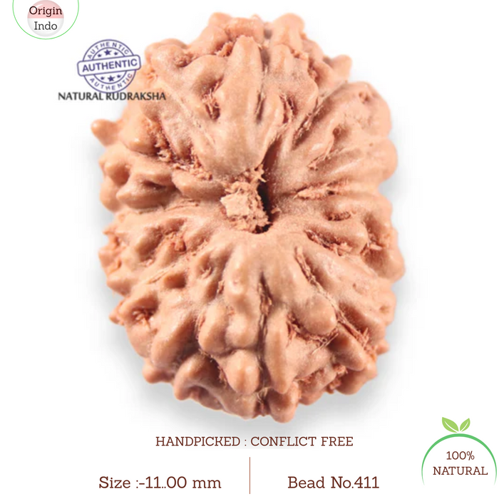 14 mukhi Indonesian Rudraksha -  Bead No.411