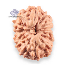 Load image into Gallery viewer, 14 mukhi Indonesian Rudraksha -  Bead No.411
