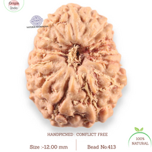 Load image into Gallery viewer, 14 mukhi Indonesian Rudraksha -  Bead No.413
