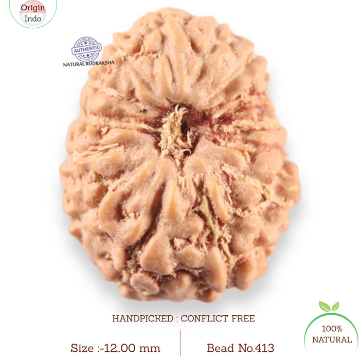 14 mukhi Indonesian Rudraksha -  Bead No.413