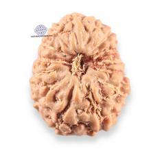 Load image into Gallery viewer, 14 mukhi Indonesian Rudraksha -  Bead No.413
