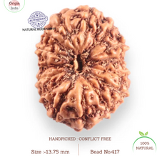 Load image into Gallery viewer, 14 mukhi Indonesian Rudraksha -  Bead No.417
