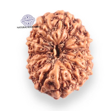 Load image into Gallery viewer, 14 mukhi Indonesian Rudraksha -  Bead No.417
