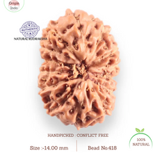 Load image into Gallery viewer, 14 mukhi Indonesian Rudraksha -  Bead No. 418
