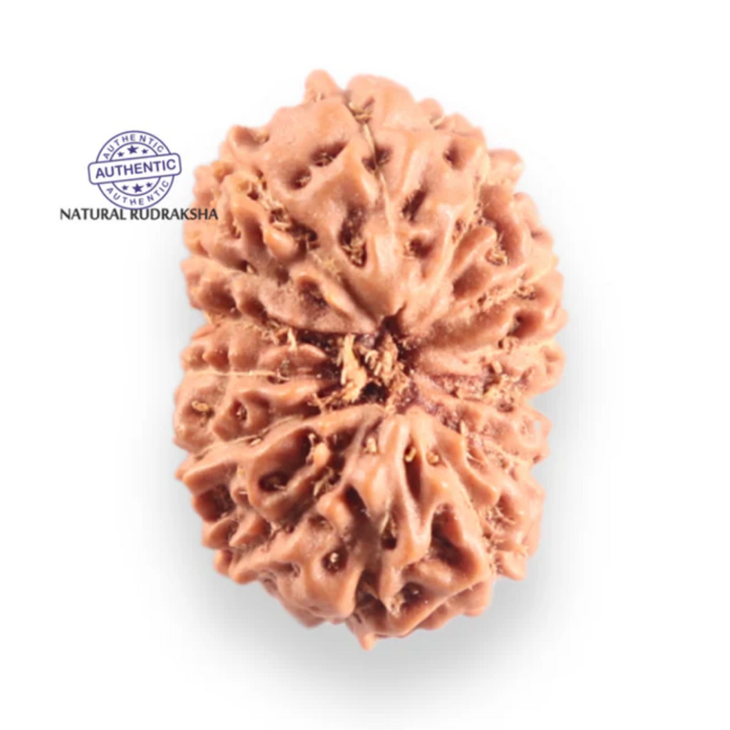 14 mukhi Indonesian Rudraksha -  Bead No. 418