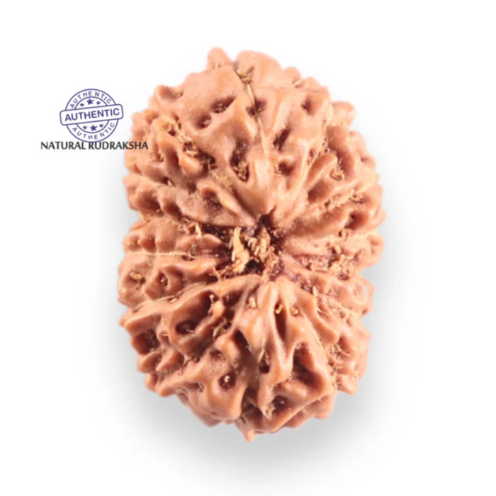 14 mukhi Indonesian Rudraksha -  Bead No. 418