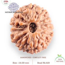 Load image into Gallery viewer, 14 mukhi Indonesian Rudraksha -  Bead No. 419
