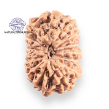 Load image into Gallery viewer, 14 mukhi Indonesian Rudraksha -  Bead No. 421
