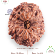 Load image into Gallery viewer, 14 mukhi Indonesian Rudraksha -  Bead No.423
