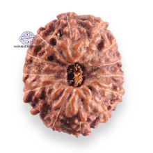 Load image into Gallery viewer, 14 mukhi Indonesian Rudraksha -  Bead No.423
