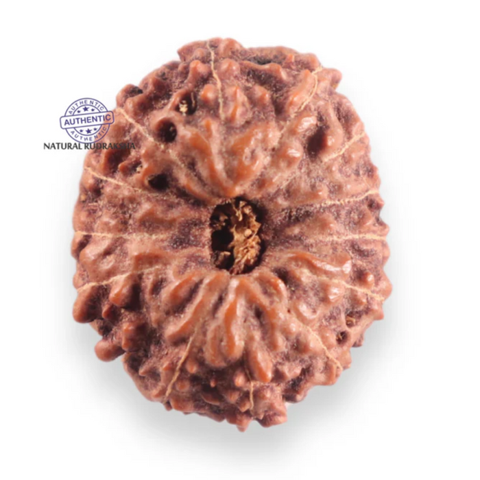 14 mukhi Indonesian Rudraksha -  Bead No.423