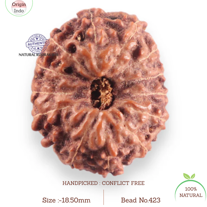 14 mukhi Indonesian Rudraksha -  Bead No.423