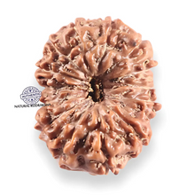 Load image into Gallery viewer, 14 mukhi Indonesian Rudraksha -  Bead No.425
