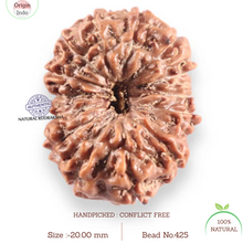 Load image into Gallery viewer, 14 mukhi Indonesian Rudraksha -  Bead No.425
