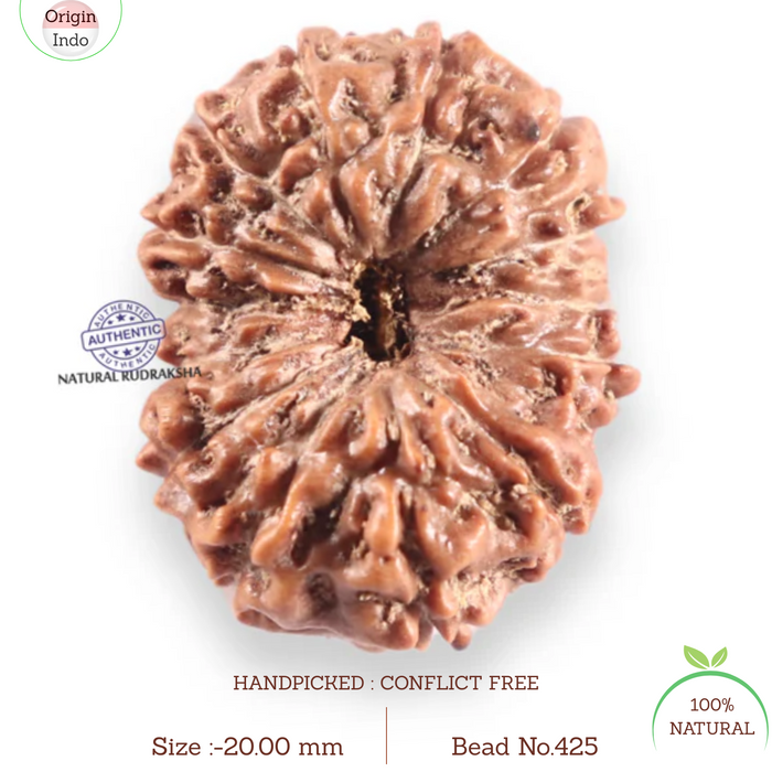 14 mukhi Indonesian Rudraksha -  Bead No.425
