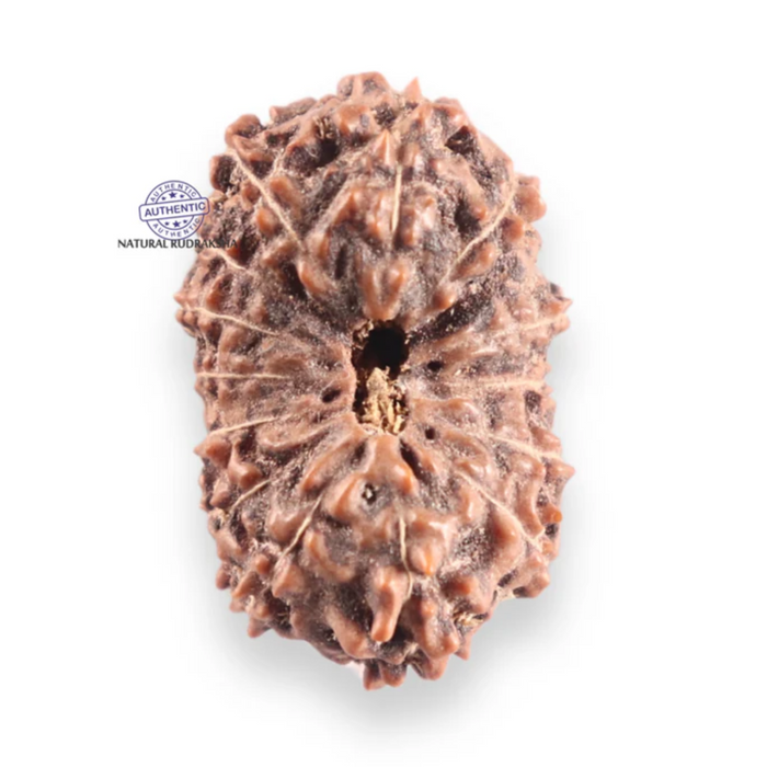 14 mukhi Indonesian Rudraksha -  Bead No.426