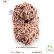 Load image into Gallery viewer, 14 mukhi Indonesian Rudraksha -  Bead No.426
