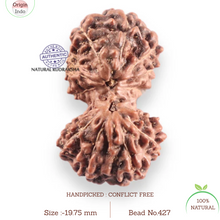 Load image into Gallery viewer, 14 mukhi Indonesian Rudraksha -  Bead No.427
