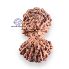 Load image into Gallery viewer, 14 mukhi Indonesian Rudraksha -  Bead No.427
