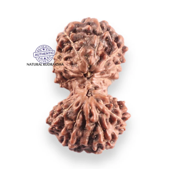 14 mukhi Indonesian Rudraksha -  Bead No.427