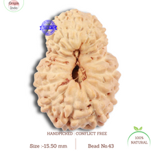 Load image into Gallery viewer, 17 Mukhi Rudraksha from Indonesia - Bead No. 43
