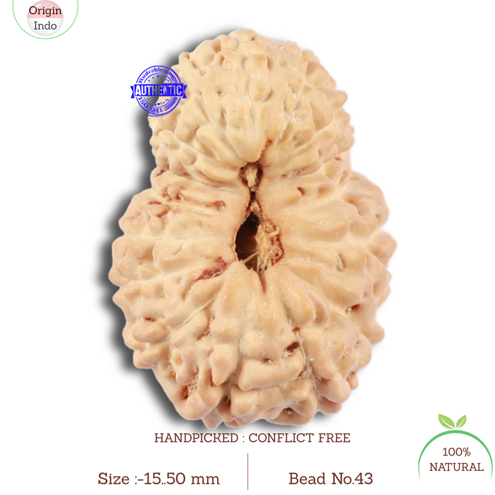 17 Mukhi Rudraksha from Indonesia - Bead No. 43